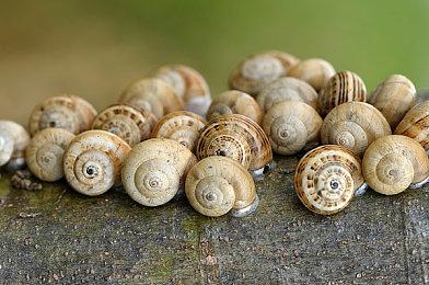 《失忆症：地堡》新预告短片展示遭遇怪物